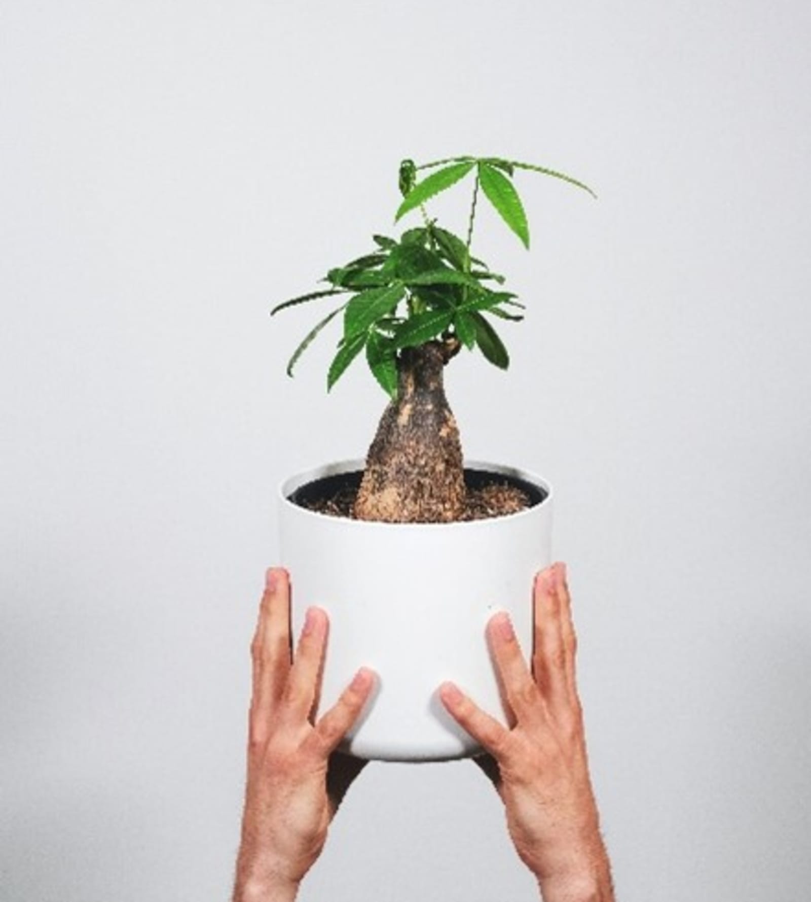 10 of the Best Kitchen Plants for Your Home